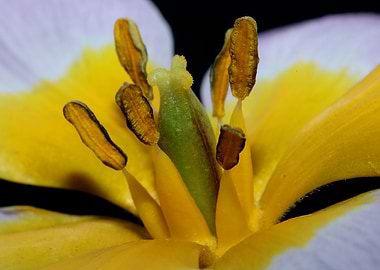 Flower Crocus blossoming