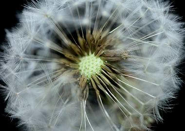 Blow ball dandelion macro