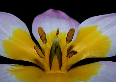 Crocus vernus blossoming