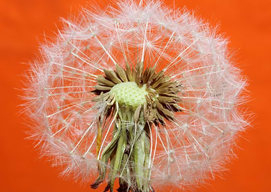 Taraxacum flower close up