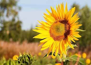 Tall Sunflower
