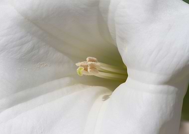 flower in the garden