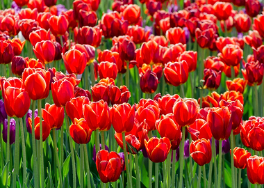 Tulips Flowers