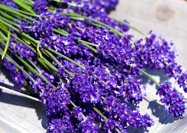 Lavender Flowers