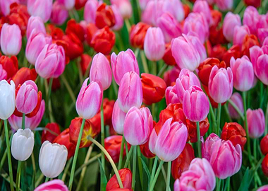 Tulips Flowers