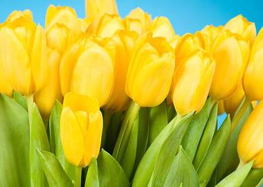 Tulips Flowers