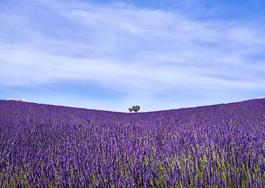 Lavender Flowers