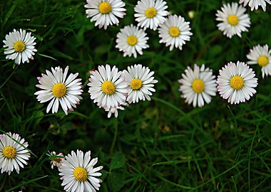 Daisy Flower