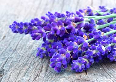 Lavender Flowers