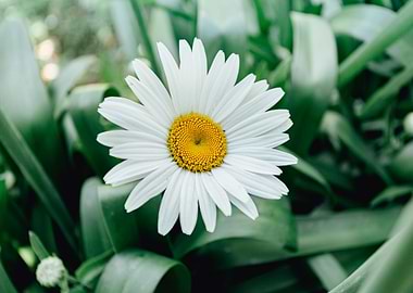 Daisy Flower