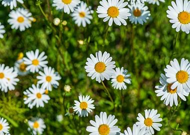 Daisy Flower