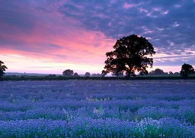 Lavender Flowers