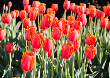 Tulips Flowers