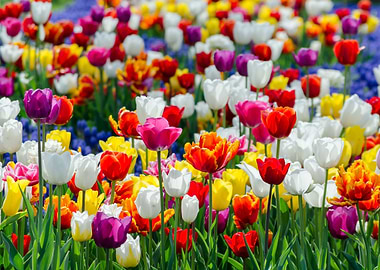 Tulips Flowers