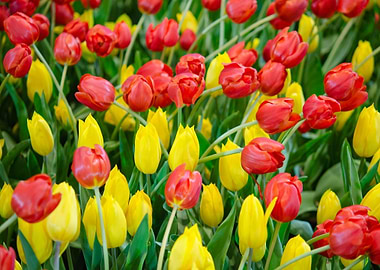 Tulips Flowers