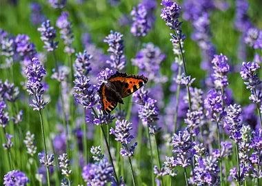 Lavender Flowers