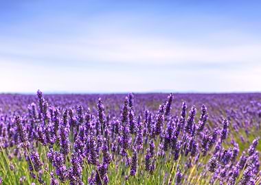 Lavender Flowers