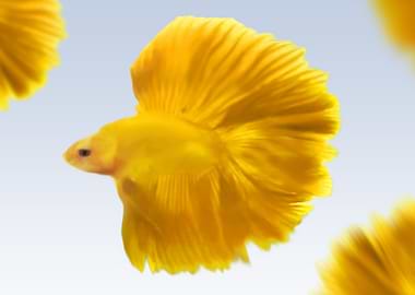 golden fish in the ocean