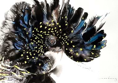 Australian Black Cockatoo