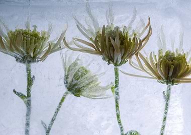 Yellow chrysanthemum 2