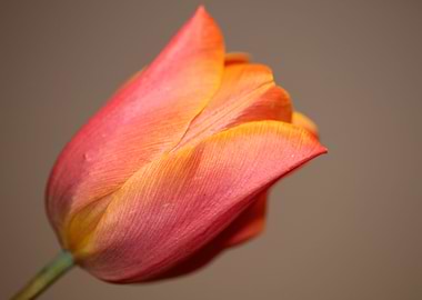 Tulip blossom close up