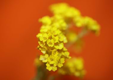 Yellow aurinia flowering
