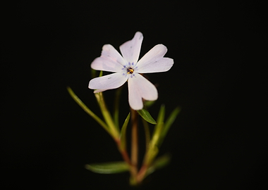 Phlox sabulata blossoming