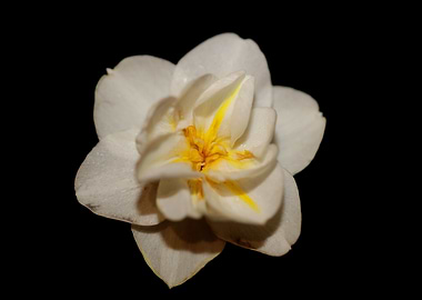 Narcissus dubius flowering