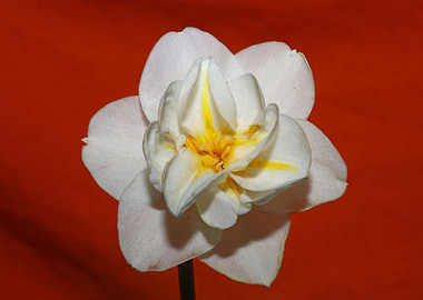 White narcissus flowering