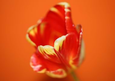 Tulip blossoming liliaceae