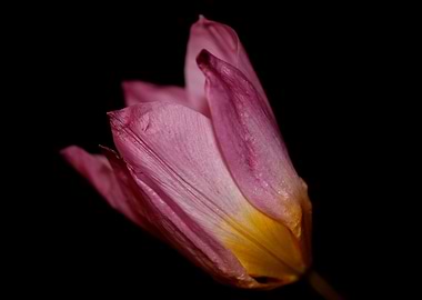 Crocus flower blossoming