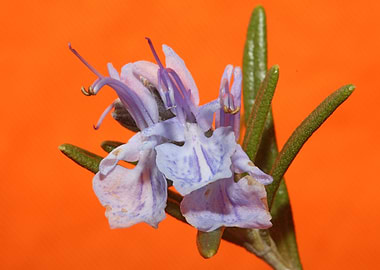 Rosmarinus flower close up