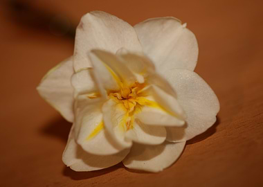 White narcissus flowering