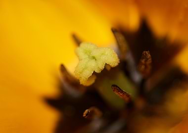 Tulipa flowering liliaceae