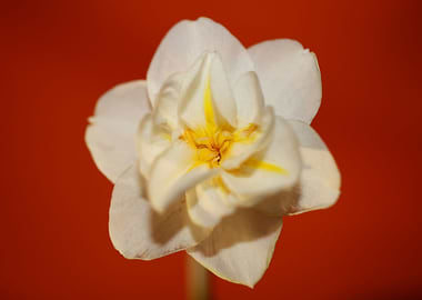 White narcissus blossoming
