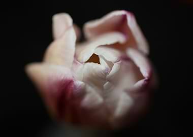 Tulip flower close up