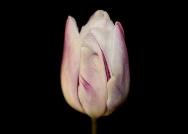 Tulip flower close up