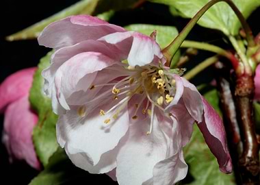 Prunus flower blossoming