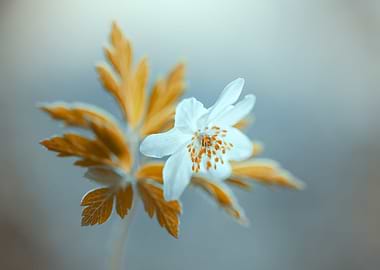 Anemone,white macro flower