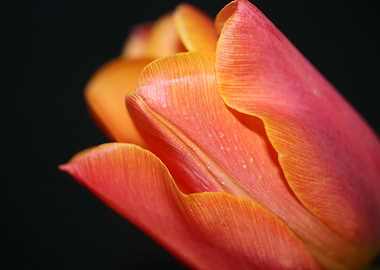 Tulip blossoming liliaceae