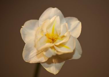 White narcissus flowering
