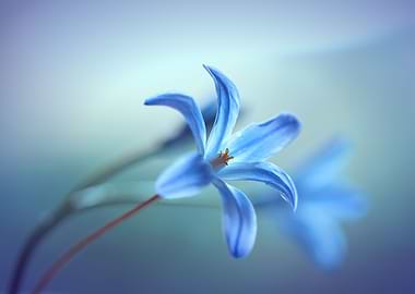Blue flower, macro, garden