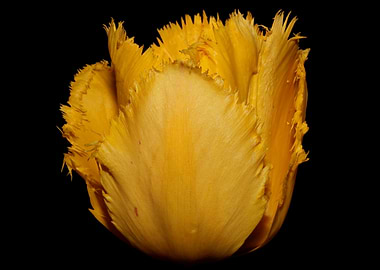 Yellow tulip flower macro