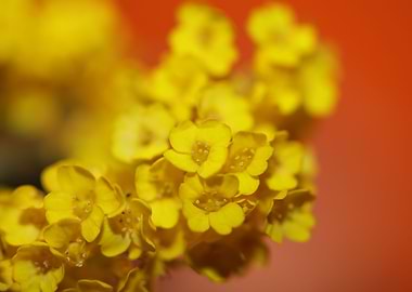 Aurinia saxatilis close up