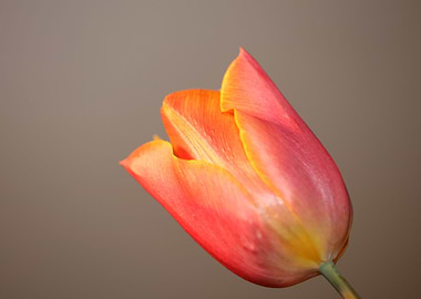 Tulip blossoming liliaceae