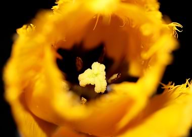 Tulipa flowering liliaceae