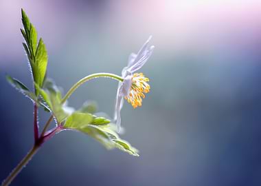 Anemone,white macro flower