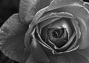 roses in bloom in the gard