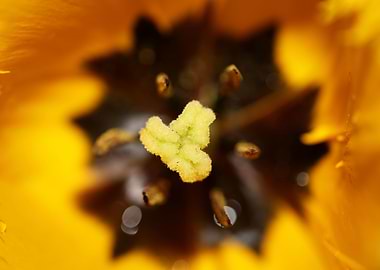 Tulipa flowering liliaceae
