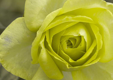 roses in bloom in the gard